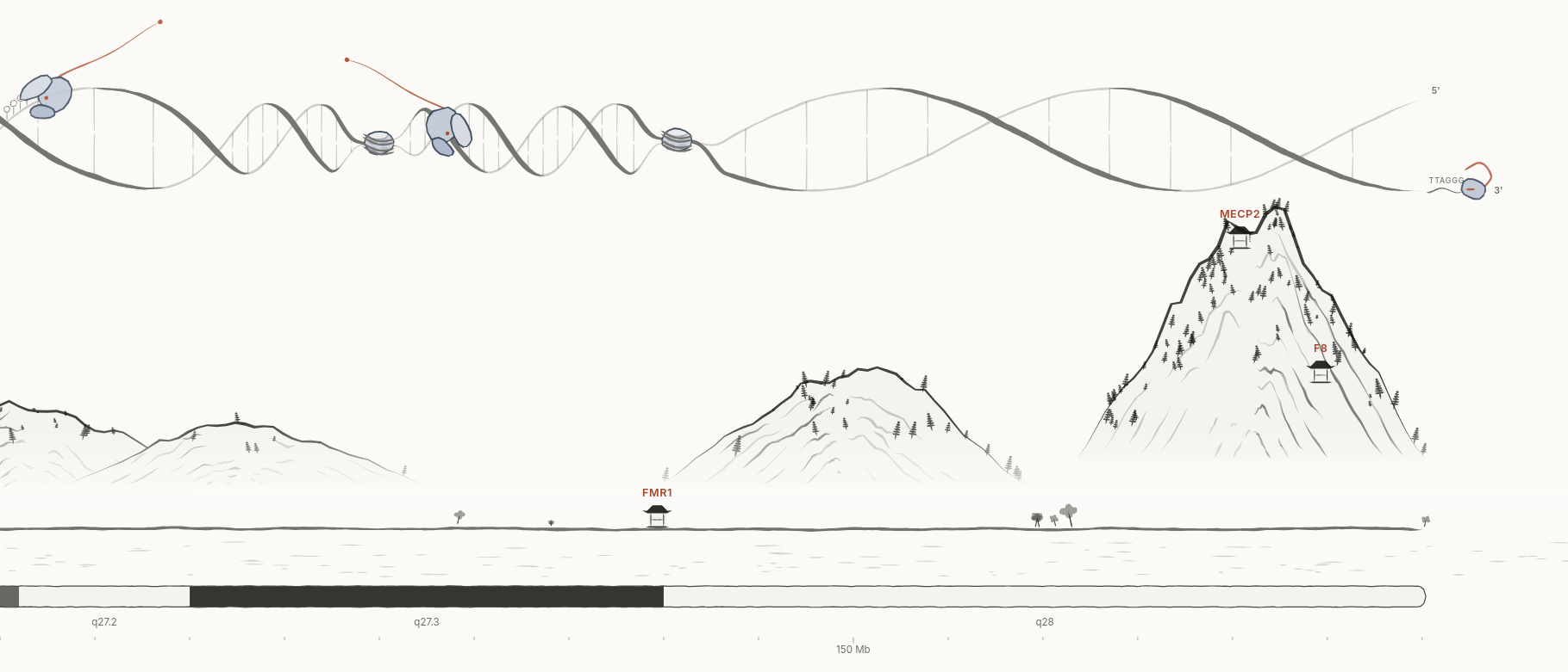 El final del cromosoma X en el paisaje: la doble hebra termina en el telómero y sobre Xq28, denso en genes, se levanta la montaña más alta. Abre el paisaje en ese lugar.
