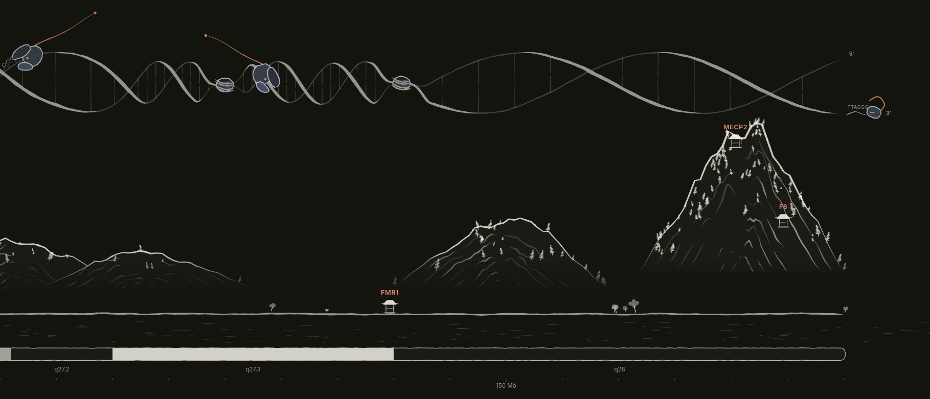 El final del cromosoma X en el paisaje: la doble hebra termina en el telómero y sobre Xq28, denso en genes, se levanta la montaña más alta. Abre el paisaje en ese lugar.